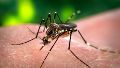 Dengue y fin de semana largo: recomendaciones para viajar y el mito del segundo contagio