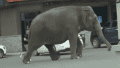 En Estados Unidos, un elefante comenzó a correr en plena calle, detuvo el tráfico y desconcertó a los automovilistas