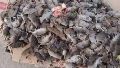 Reportan "invasión de ratas" en un pueblo del norte de Santa Fe: las imágenes