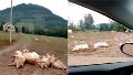 Cerdos muertos en medio de las inundaciones en Brasil.