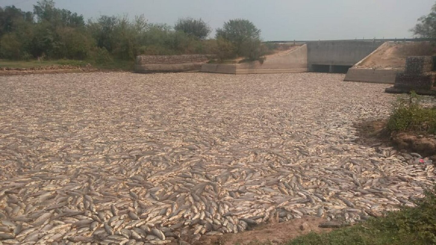 Las Impactantes Fotos De Millones De Peces Muertos Que Aparecieron En