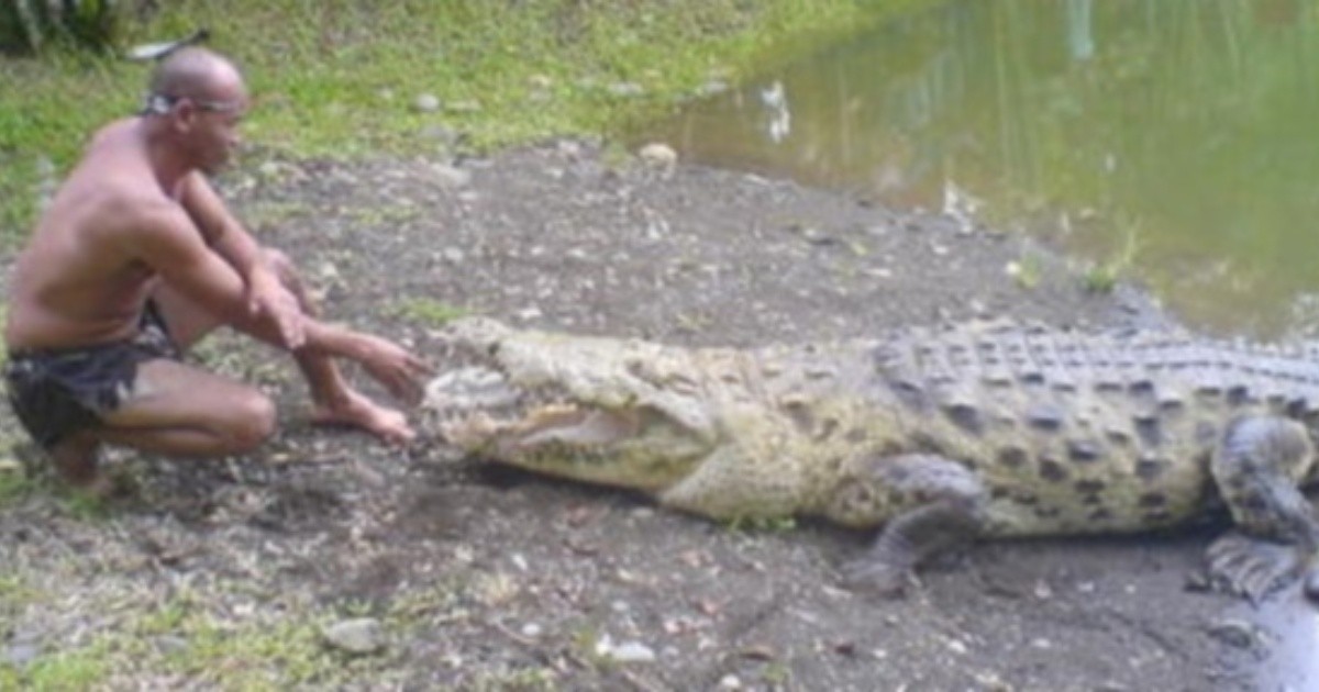 Tiene un cocodrilo de mascota y lo bautizó Pocho | Rosario3