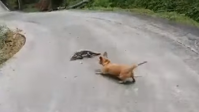 son iguanas como perros