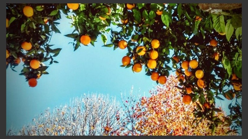 Las naranjas están listas. 