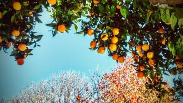 Las naranjas están listas.