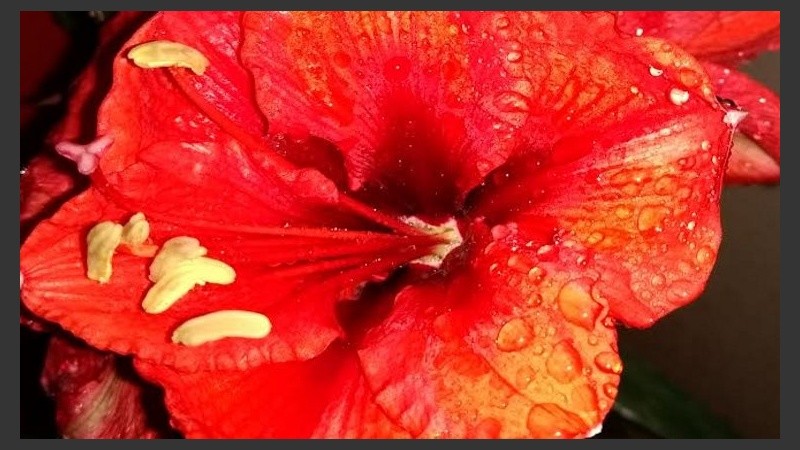 Algunas gotas sobre el rojo de una flor.