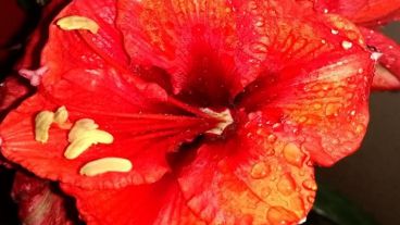 Algunas gotas sobre el rojo de una flor.