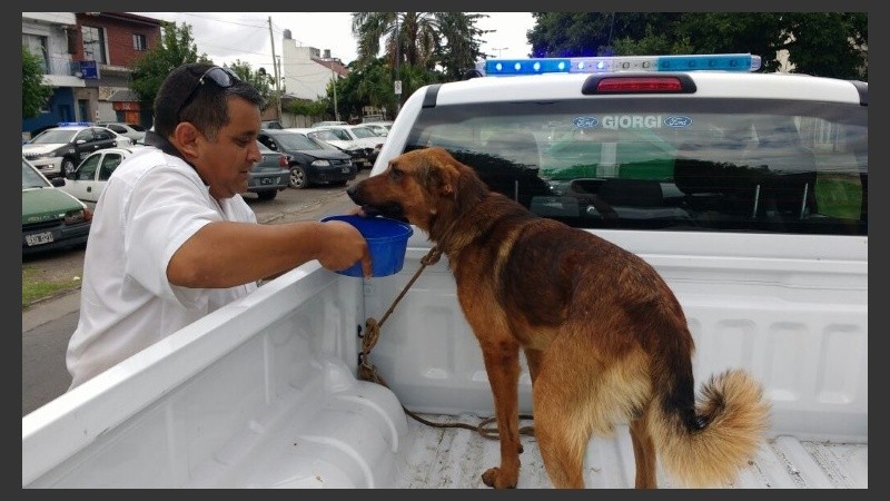 El perro fue asistido luego del operativo.