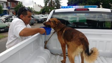 El perro fue asistido luego del operativo.