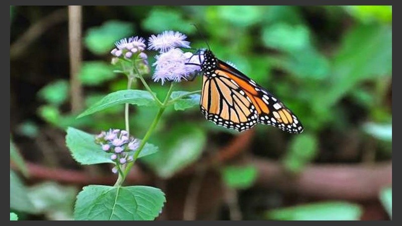 Alguna que otra mariposa aletea entre las plantas. 