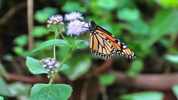 Alguna que otra mariposa aletea entre las plantas.