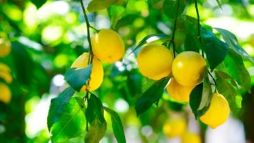 El procedimiento de ingreso de limones fue aprobado el 23 de diciembre pasado.