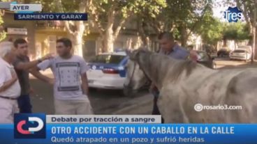 Opiniones encontradas tras el accidente del caballo.