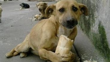 La adopción de perros callejeros promovida por el municipio cordobés.