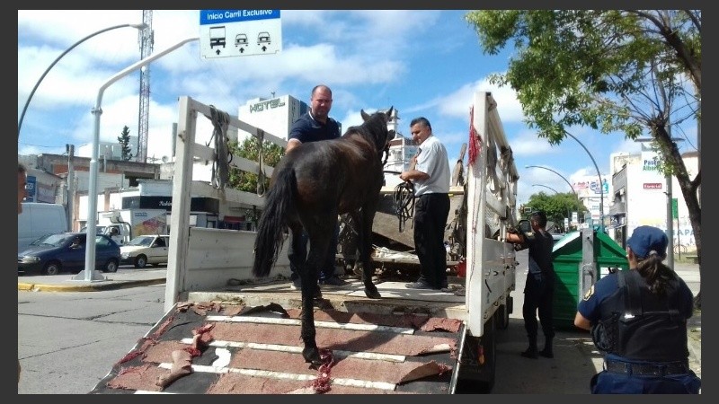 Un caballo rescatado por maltrato.