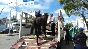 Un caballo rescatado por maltrato.