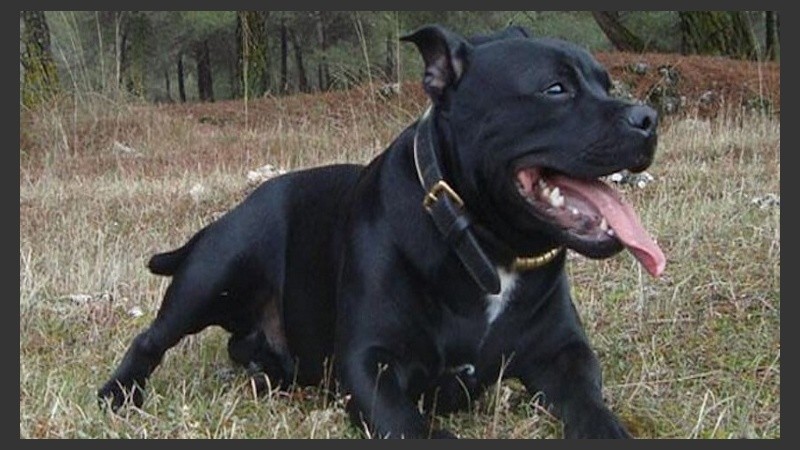 Un Staffordshire Bull Terrier acabó con la vida de su amo. 