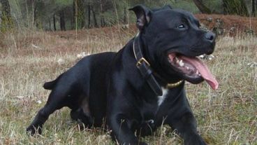 Un Staffordshire Bull Terrier acabó con la vida de su amo.