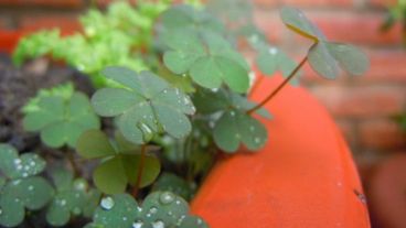 Tréboles con suerte después de tanta lluvia.