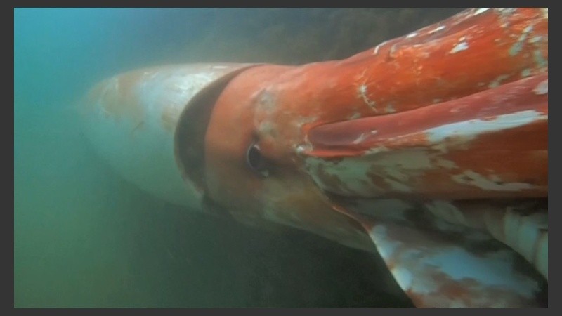 Un calamar gigante fue filmado en su hábitat natural. 