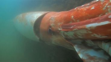 Un calamar gigante fue filmado en su hábitat natural.