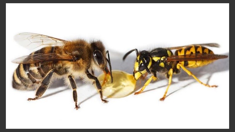 Más abejas y avispas en la ciudad. 