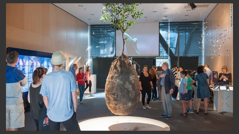 Sobre las urnas biodegradables se podrán plantar árboles.