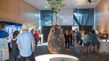 Sobre las urnas biodegradables se podrán plantar árboles.