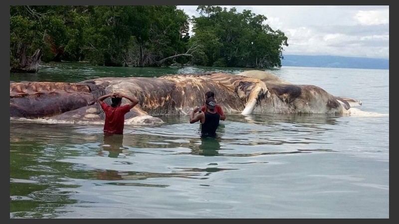 Los lugareños especulan que pueda ser un calamar gigante o los restos de una ballena que fue devorada.