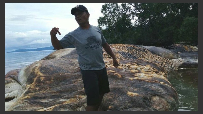 Los lugareños especulan que pueda ser un calamar gigante o los restos de una ballena que fue devorada.