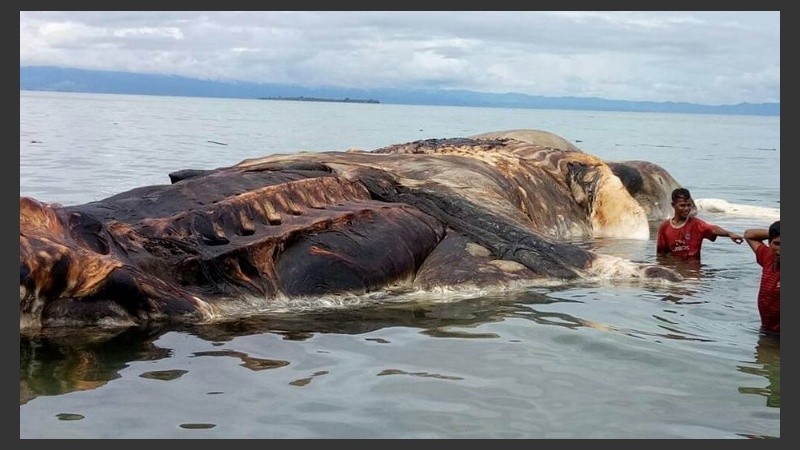 Los lugareños especulan que pueda ser un calamar gigante o los restos de una ballena que fue devorada.