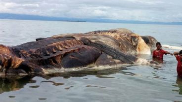 Los lugareños especulan que pueda ser un calamar gigante o los restos de una ballena que fue devorada.