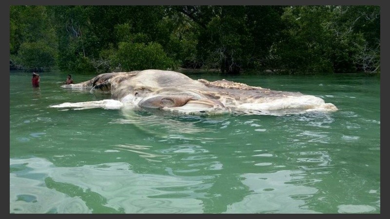 Los lugareños especulan que pueda ser un calamar gigante o los restos de una ballena que fue devorada.