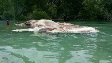 Los lugareños especulan que pueda ser un calamar gigante o los restos de una ballena que fue devorada.