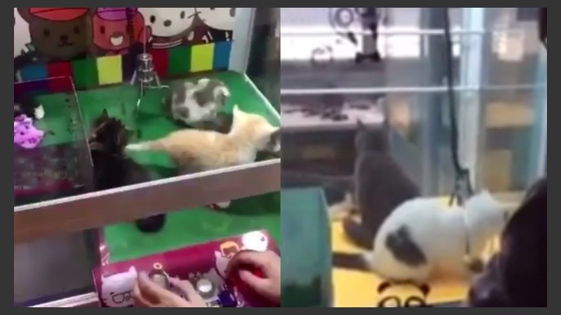 De las máquinas de peluches se pueden sacar pequeños gatos.