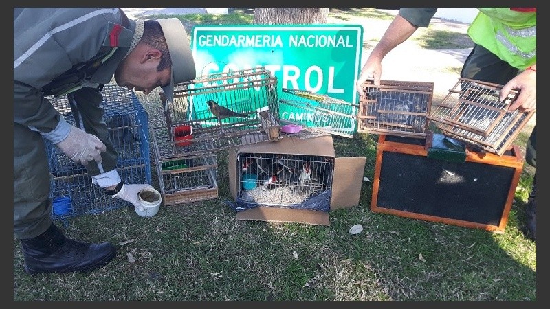 Las aves fueron entregadas a la provincia para su liberación.