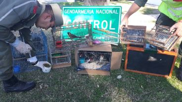 Las aves fueron entregadas a la provincia para su liberación.