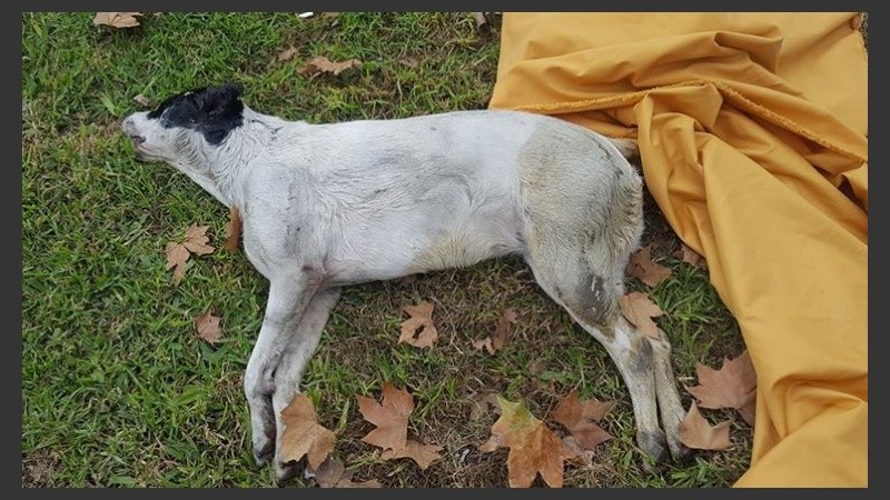 Uno de los perros muertos en Alberdi.