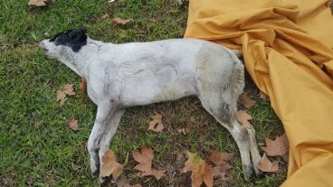 Uno de los perros muertos en Alberdi.