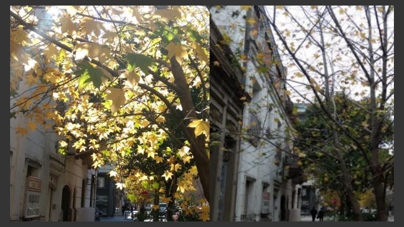 Por Pueyrredón, un árbol a mediados y final del otoño.