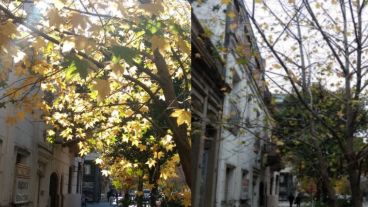 Por Pueyrredón, un árbol a mediados y final del otoño.