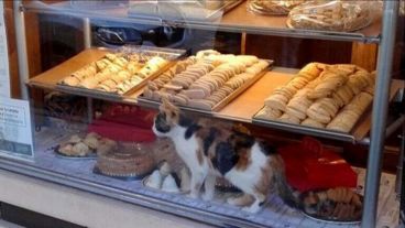 El gato camina sobre los alimentos del negocio.