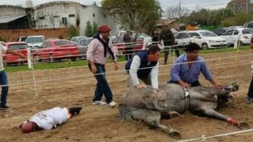 La yegua caída y el jockey golpeado.