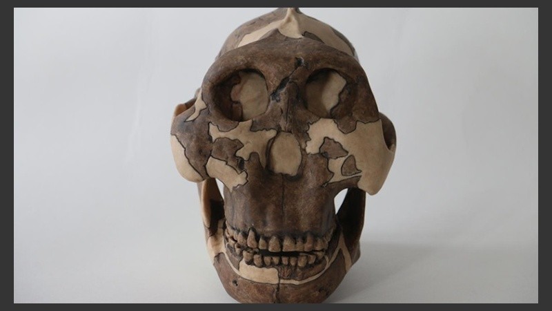 El culpable es una especie de mezcla de homínidos, el Paranthropus boisei.