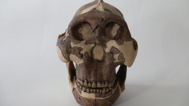 El culpable es una especie de mezcla de homínidos, el Paranthropus boisei.