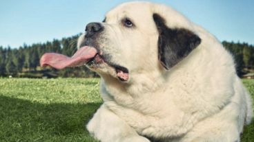 El crédito de "la perra con la lengua más larga del mundo" fue otorgado por Guinness World Records.