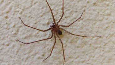 La araña del rincón se esconde detrás de libros y cuadros o debajo de sillones, entre otros lugares.