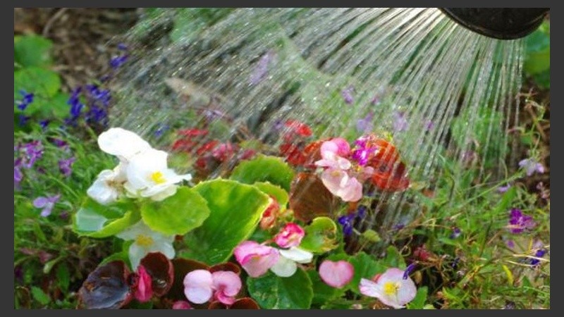 Agua para las plantas si es que no llueve. 