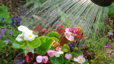 Agua para las plantas si es que no llueve.