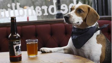 Perros en bares, polémica entre los dueños y los encargados de los bares.